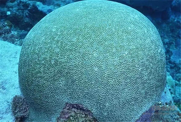 德国人又火了！奥迪终于把球形轮胎造了出来…...