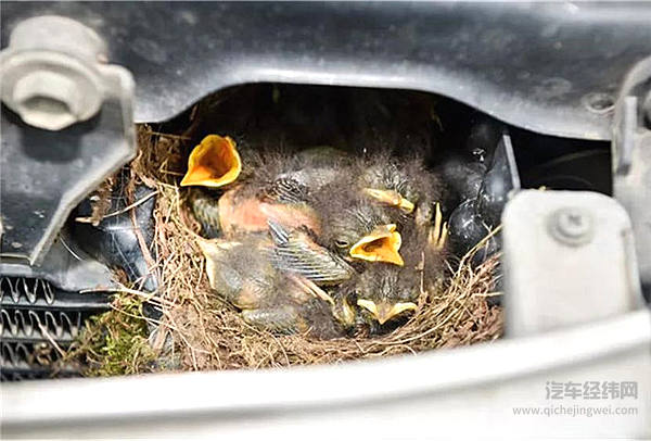 涡轮车里都养了一只鸟？