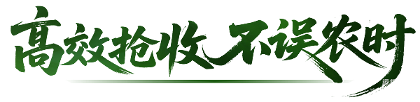 海南三亚“喜开镰” 潍柴WP3.6N护航早稻颗粒归仓